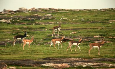 UP’s Wildlife Boom: Protected Areas Record Over 1.45 Lakh Animals in 2025 After Rs 161 Crore Eco-Tourism Push