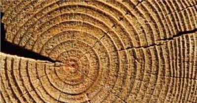 Earth’s Hidden Climate Archives: How Tree Rings, Oceans, Ice and Air Preserve the Planet’s Past