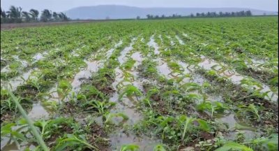 Cyclone Montha Ravages Andhra Pradesh, Damages Crops and Infrastructure