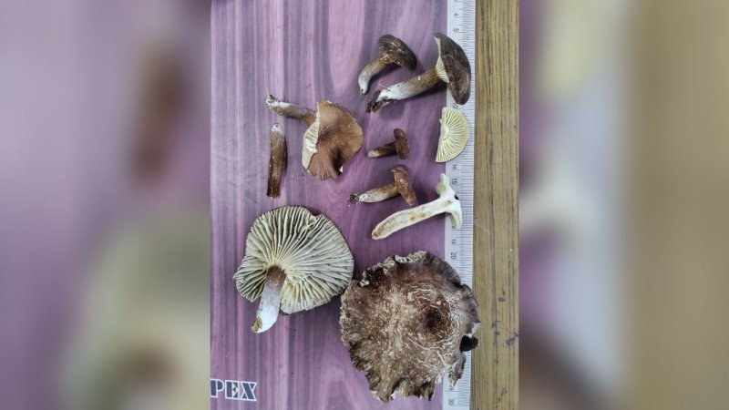 New Edible Mushroom Species “Tit Iongnah” Discovered in East Khasi Hills