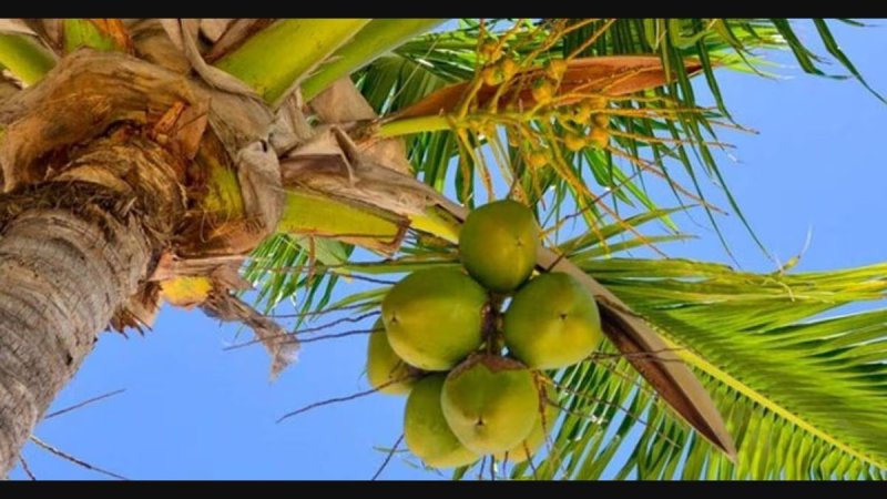 Two Daily Wage Women Killed as Coconut Tree Uproots in Thiruvananthapuram