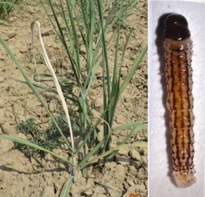 योगी सरकार में किसानों का हित सर्वोपरि की नीति के तहत गन्ना विभाग ने जारी किया अलर्ट, फसल बचाने के लिए शोध वैज्ञानिकों ने बताया उपाय