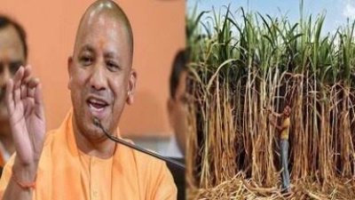 योगी सरकार गन्ना अनुसंधान को देगी रफ्तार, टिशू कल्चर से बेहतर गुणवत्ता के बीज उत्पादन पर फोकस