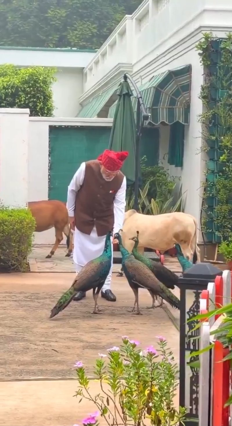 PM Modi Shares Special Moments With Peacocks, Punganur Cows