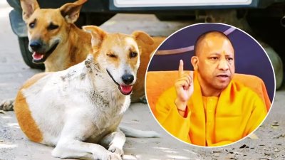डॉग बाइट की बढ़ती घटनाओं पर योगी सरकार गंभीर, नगर निगमों व जनपद मुख्यालयों पर डॉग शेल्टर होम व एबीसी सेंटर बनाने की कार्यवाही शुरू