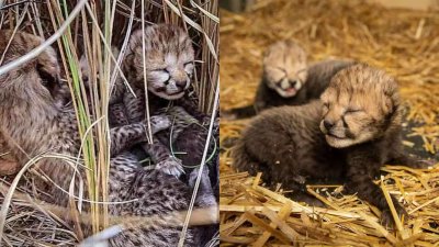 Five New Cheetah Cubs Born at Kuno, India’s Wild Population Rises to 35