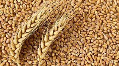 किसानों को राहत: सरकार ने गेहूं और चीनी के सीमित निर्यात को दी मंजूरी