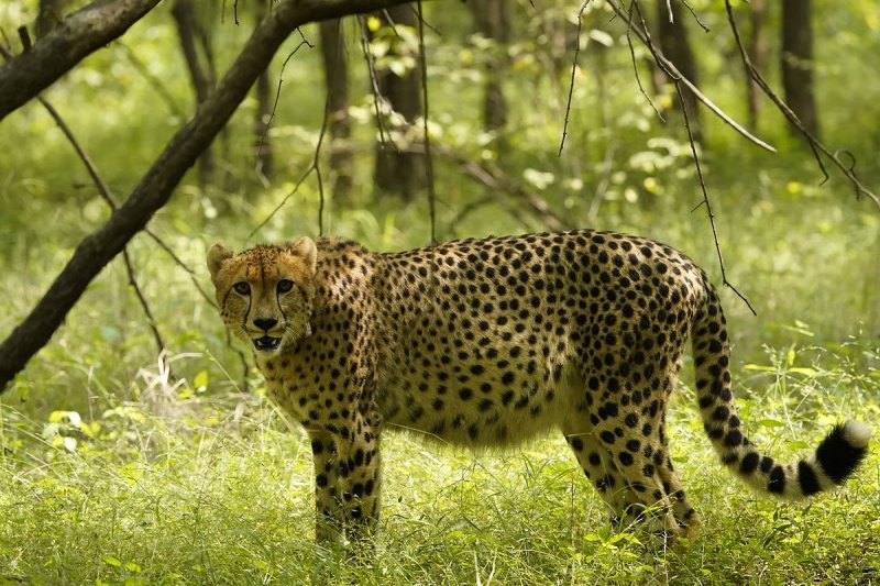 India Welcomes Nine More Cheetahs as Kuno National Park Conservation Effort Gains Momentum