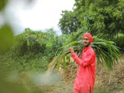 यूपी में गोचर भूमि पर हरित चारा अभियान को मिली रफ्तार