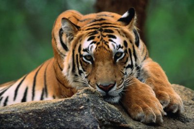 India Reaffirms Tiger Conservation Pledge on Global Tiger Day