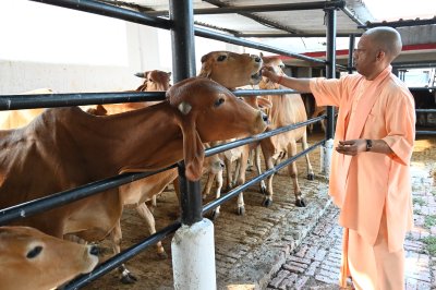 गुड़-रोटी खिलाकर सीएम योगी ने की गोसेवा