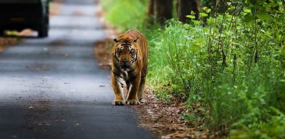पर्यटकों को भाए पीलीभीत व दुधवा टाइगर रिजर्व