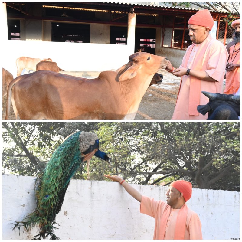 यूपी न्यूज़ : गोसेवा में रमे सीएम योगी, गोवंश को खिलाया गुड़-रोटी