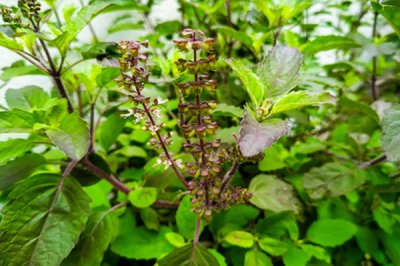 जानिए तुलसी का सेवन कितना चमत्कारी होता है ...