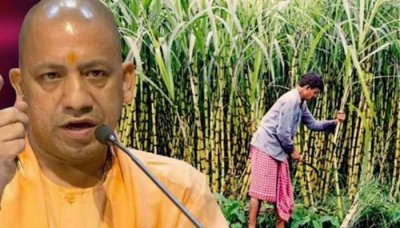 गन्ने की फसल पर चूसक कीटों का खतरा, विभाग ने जारी किया अलर्ट