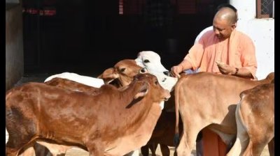 यूपी न्यूज़ : गोसेवा में रमे सीएम योगी, गोवंश को खिलाया गुड़