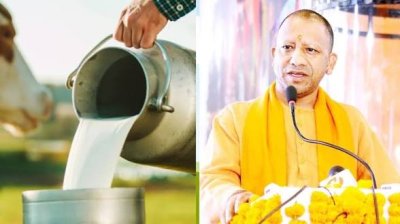 यूपी में ‘ऑपरेशन-4’: स्वदेशी गायों से डेयरी सेक्टर में बड़ा बदलाव, गो पालन पर 50% तक सब्सिडी