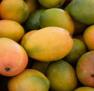 India’s GI-Tagged Mangoes Celebrate Taste, Tradition, and Regional Pride