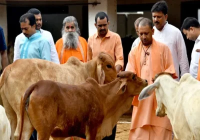 यूपी न्यूज़ : जनभागीदारी से मिलेगा निराश्रित गोवंश को सहारा
